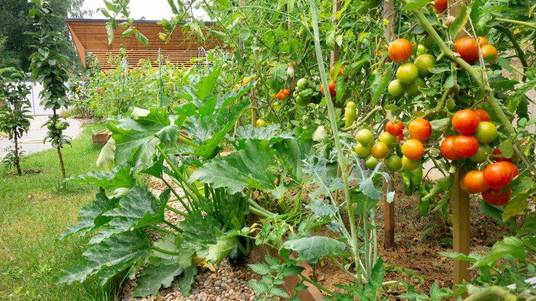 Why Planting Tomatoes and Zucchini Together in Your Garden Is a Genius Idea