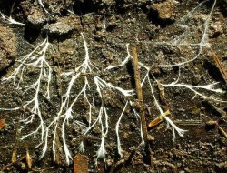 Karakteristik Unik Kingdom Fungi: Perbedaan Mendasar dengan Tumbuhan Lain Karakteristik Unik Kingdom Fungi: Perbedaan Mendasar dengan Tumbuhan Lain