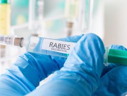 Kitten at Burlington Shelter Shocks Staff: Tests Positive for Rabies