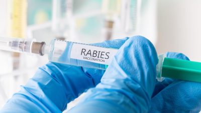 Kitten at Burlington Shelter Shocks Staff: Tests Positive for Rabies