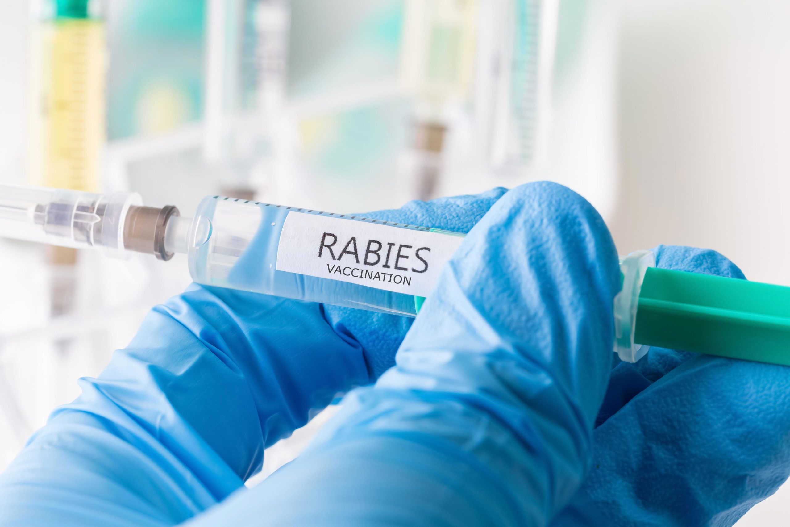 Kitten at Burlington Shelter Shocks Staff: Tests Positive for Rabies