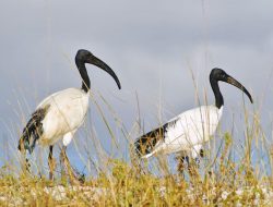 6 Spesies Burung Ibis Terancam Punah di Dunia, Termasuk Endemik Asia Tenggara 6 Spesies Burung Ibis Terancam Punah di Dunia, Termasuk Endemik Asia Tenggara