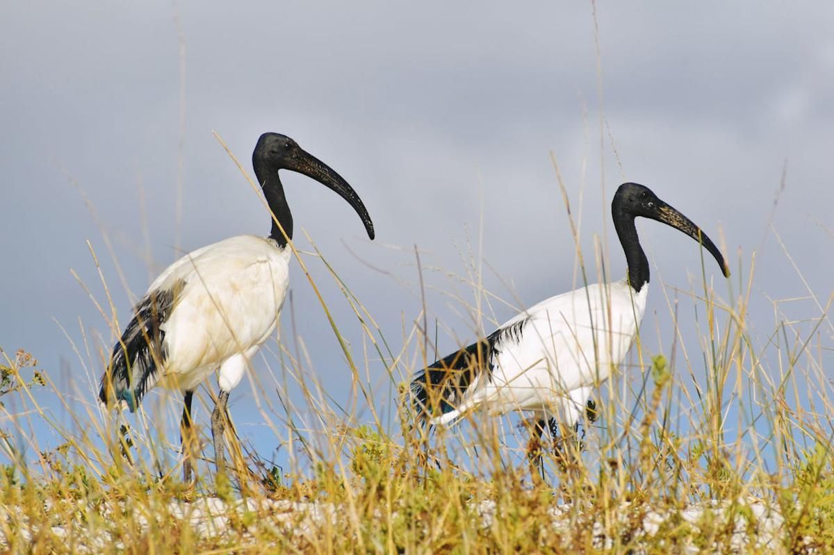 6 Spesies Burung Ibis Terancam Punah di Dunia, Termasuk Endemik Asia Tenggara