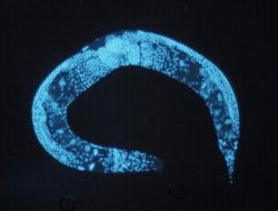 Worms Unite: Revealing Deep Genetic Links Through Evolution’s Lens