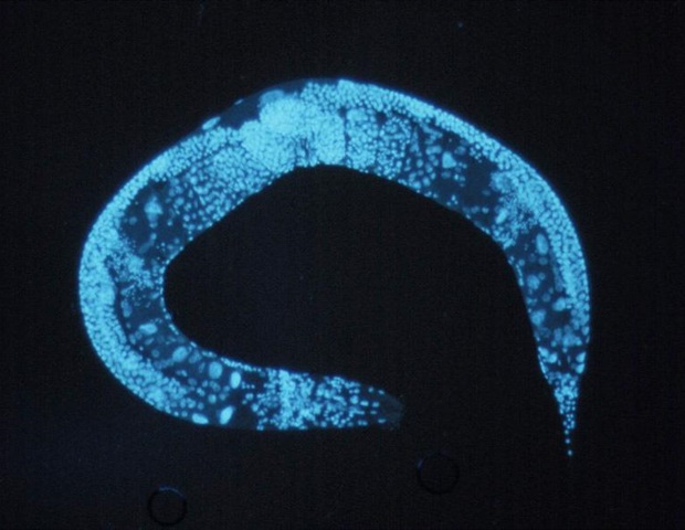 Worms Unite: Revealing Deep Genetic Links Through Evolution’s Lens