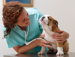 8 Vet Secrets: What They Never Do with Their Own Dogs—and the Reasons Why 8 Vet Secrets: What They Never Do with Their Own Dogs—and the Reasons Why