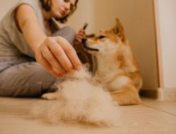 Banish Pet Hair for Good: One Household Item That Cleans Carpets Better Than a Vacuum