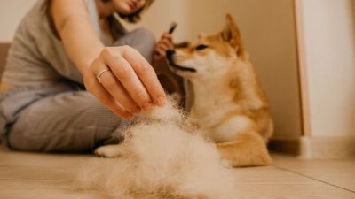 Banish Pet Hair for Good: One Household Item That Cleans Carpets Better Than a Vacuum