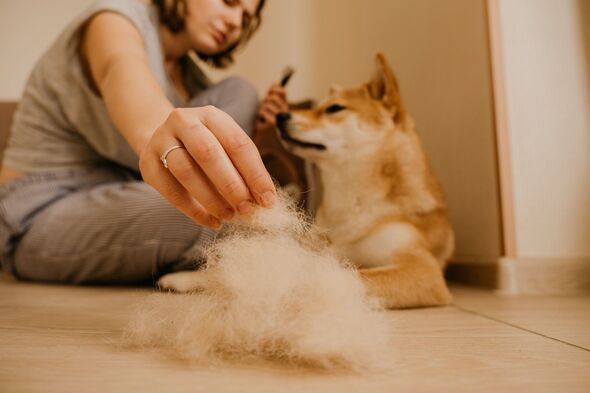 Banish Pet Hair for Good: One Household Item That Cleans Carpets Better Than a Vacuum