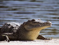 Do Alligators or Crocodiles Roam Jamaica? Do Alligators or Crocodiles Roam Jamaica?