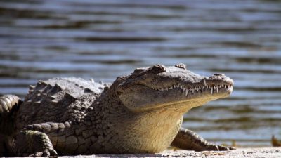 Do Alligators or Crocodiles Roam Jamaica?