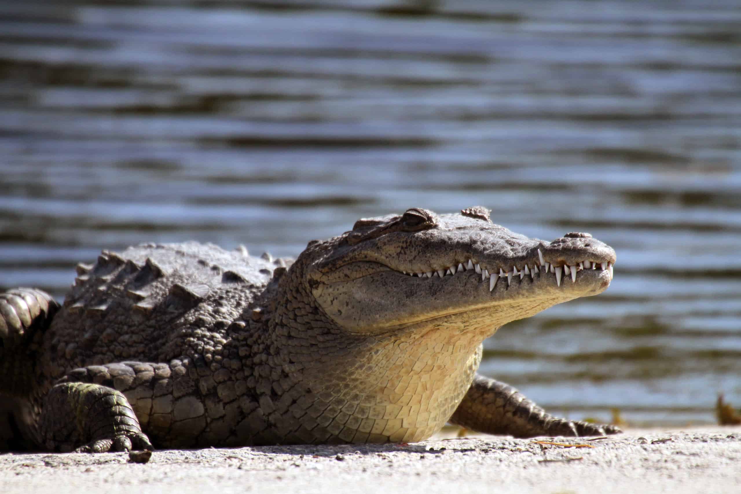 Do Alligators or Crocodiles Roam Jamaica?