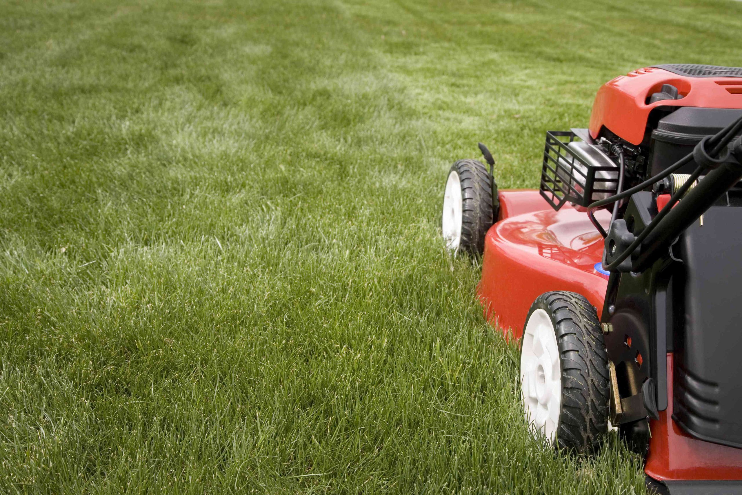 How Often You Really Should Be Mowing Your Lawn