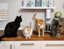 4 Fakta Ilmiah tentang Kenapa Kucing Bisa Agresif Saat Melindungi Wilayahnya