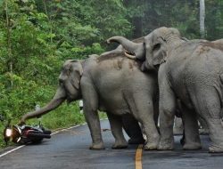 Inilah Hewan Penciuman Terajeg di Indonesia
