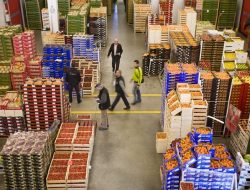Moroccan Fruits and Veggies: Boom in Exports to Spain Early 2025 Moroccan Fruits and Veggies: Boom in Exports to Spain Early 2025