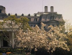 Trump Kicks Off Renovation: White House Rose Garden Groundbreaking