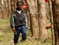 Liberia’s Rubber Industry Set for Major Overhaul: New Pricing Regulations Take Effect in June 2025