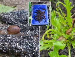 Expert Unveils How Frogs and Toads Can Solve Your Slug Problem Expert Unveils How Frogs and Toads Can Solve Your Slug Problem
