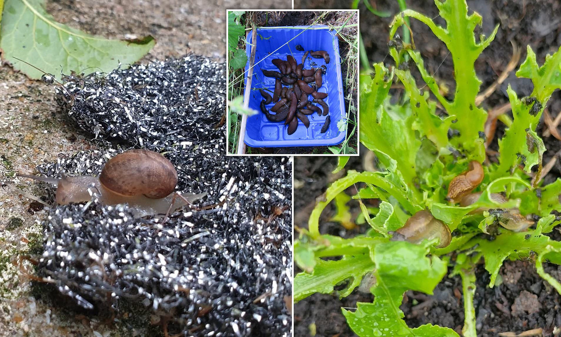Expert Unveils How Frogs and Toads Can Solve Your Slug Problem