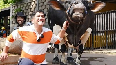 Irfan Hakim Jadi Bos Sapi, Raffi Ahmad Menjadi Penggemar Susunya