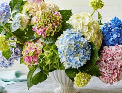 Why Your Southern Grandmother Swore by Hairspray for Perfect Hydrangeas Why Your Southern Grandmother Swore by Hairspray for Perfect Hydrangeas