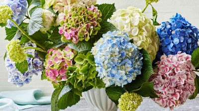 Why Your Southern Grandmother Swore by Hairspray for Perfect Hydrangeas