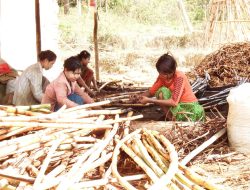 Rethinking Forest Policy: Safeguarding Nigeria’s Biodiversity and Livelihoods