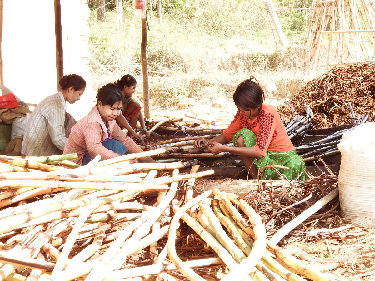 Rethinking Forest Policy: Safeguarding Nigeria’s Biodiversity and Livelihoods