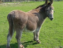 Donkeys in Moroccan Clinic Spark Outrage and Official Investigation