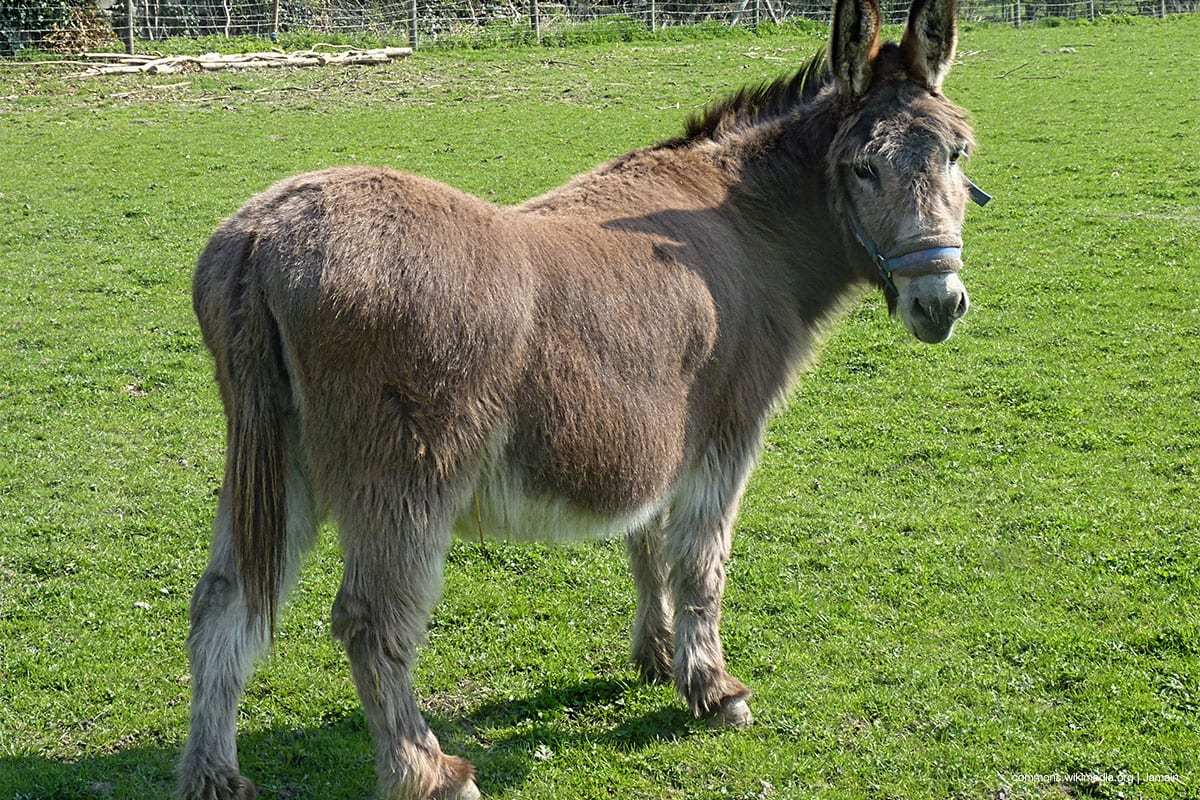 Donkeys in Moroccan Clinic Spark Outrage and Official Investigation
