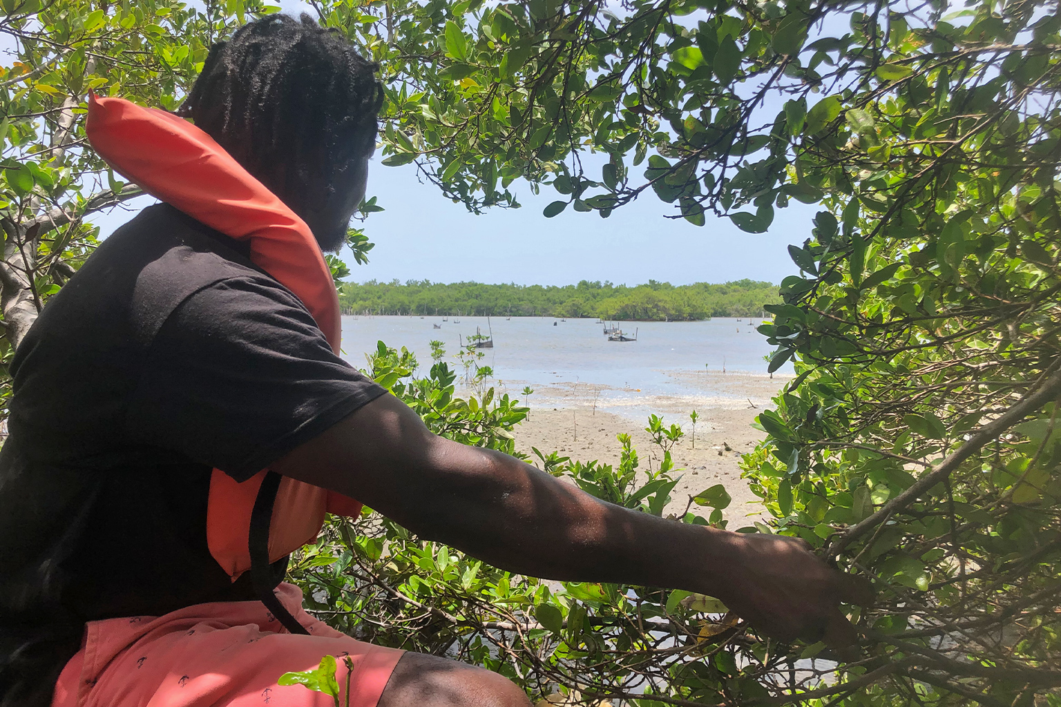 ‘91% Mangrove Restoration Success in Ogoniland: An International Edition Report’