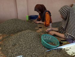 Istri Pendeta di Siborong-borong Diduga Korban Penipuan Besar dalam Bisnis Kopi Rp12 Miliar