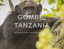 Gombe Unveils Locally-Made Supplement to Tackle Malnutrition Gombe Unveils Locally-Made Supplement to Tackle Malnutrition