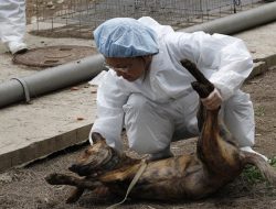 CFCFA Urges End to Dog and Cat Meat Trade and Animal Sacrifices Worldwide CFCFA Urges End to Dog and Cat Meat Trade and Animal Sacrifices Worldwide