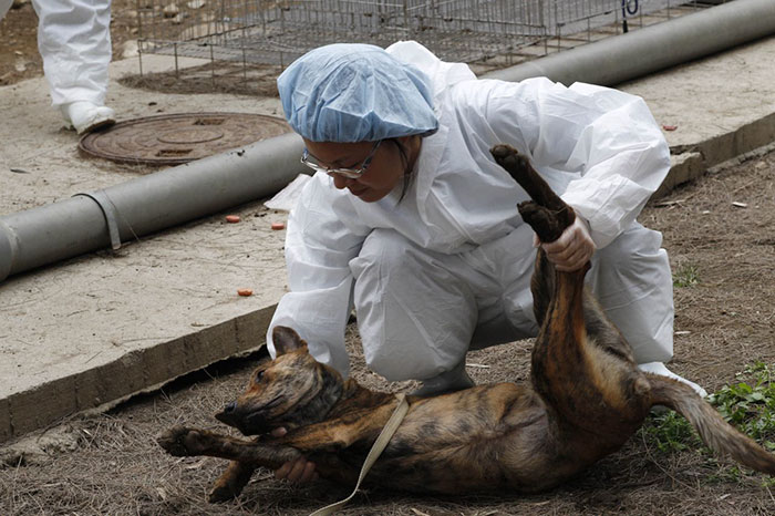 CFCFA Urges End to Dog and Cat Meat Trade and Animal Sacrifices Worldwide