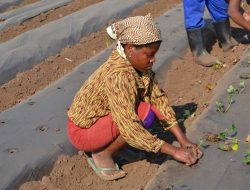 Youths in Kirinyaga Urged to Embrace Plant Operation Courses Youths in Kirinyaga Urged to Embrace Plant Operation Courses