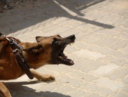 Schoolboy Attacked by Dog in Harare Suburb: Latest Incident Sparks Concern Schoolboy Attacked by Dog in Harare Suburb: Latest Incident Sparks Concern