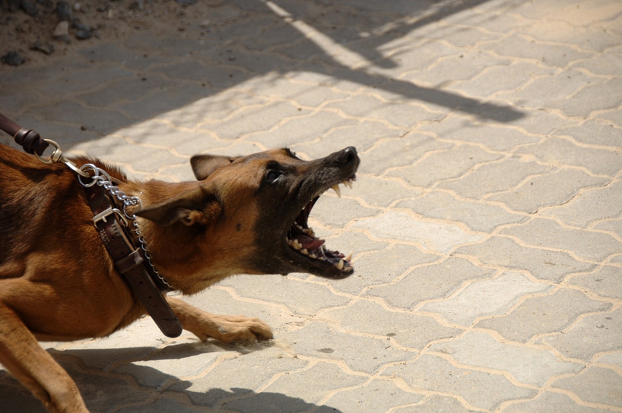 Schoolboy Attacked by Dog in Harare Suburb: Latest Incident Sparks Concern