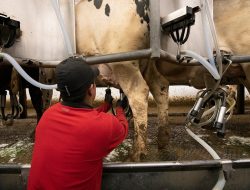 Expert Reveals How Music Can Increase Milk Production in Dairy Farms