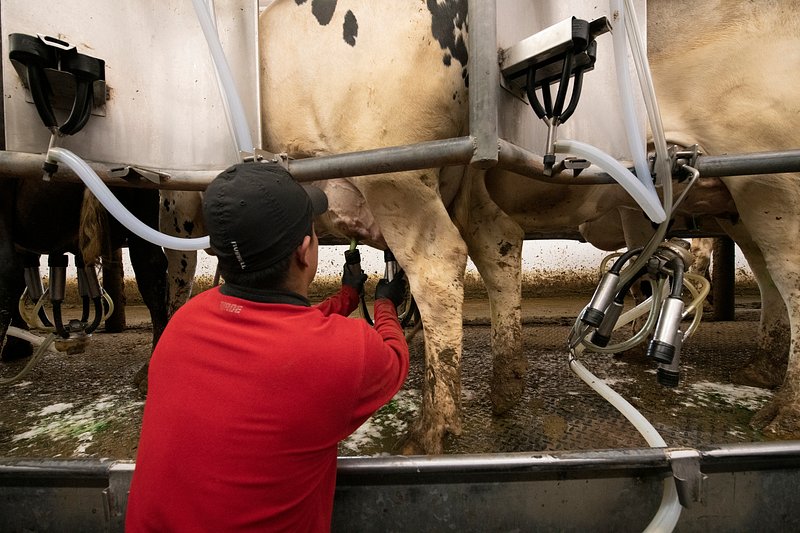 Expert Reveals How Music Can Increase Milk Production in Dairy Farms