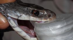 Man’s Ordeal with 200 Snake Bites Sparks Antivenom Breakthrough