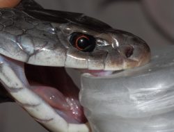 Man’s Ordeal with 200 Snake Bites Sparks Antivenom Breakthrough Man’s Ordeal with 200 Snake Bites Sparks Antivenom Breakthrough