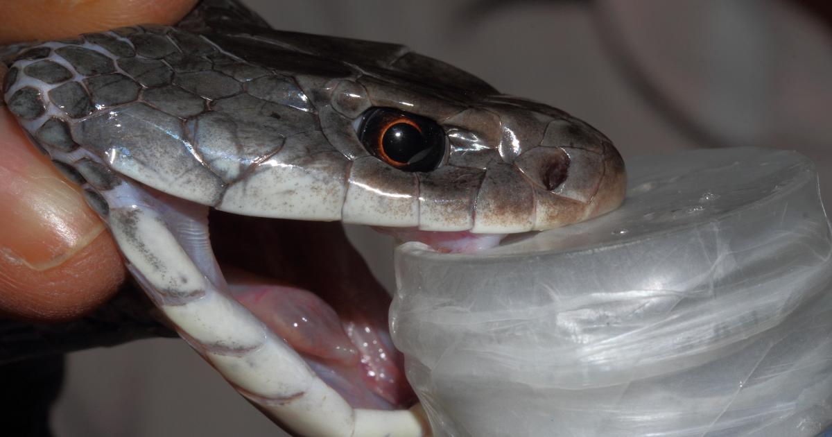 Man’s Ordeal with 200 Snake Bites Sparks Antivenom Breakthrough