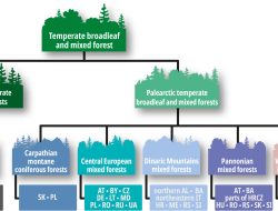 Invasive Plants Invade Myagdi Forests as Grazing Wanes Invasive Plants Invade Myagdi Forests as Grazing Wanes