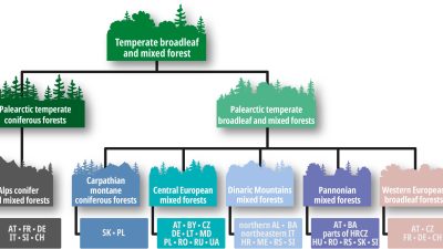 Invasive Plants Invade Myagdi Forests as Grazing Wanes
