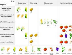 Plateau Unveils High-Yield Potato Varieties: International Edition (English)