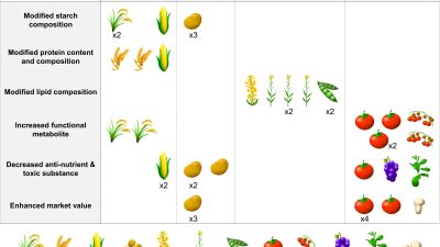 Plateau Unveils High-Yield Potato Varieties: International Edition (English)