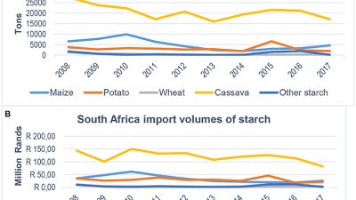 Cassava Farmers Act as Starch Imports Plunge Prices