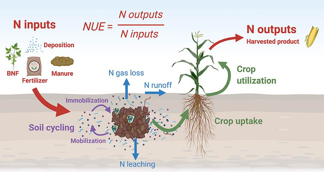 Boost Production with Advanced Fertilizer Techniques – International Edition (English)